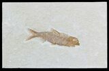 Knightia Fossil Fish - Wyoming #55328-1